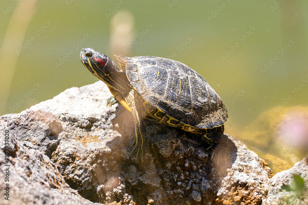 Obraz premium turtle on the rocks