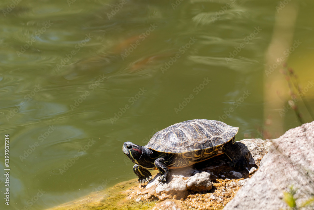 Obraz premium red eared slider turtle