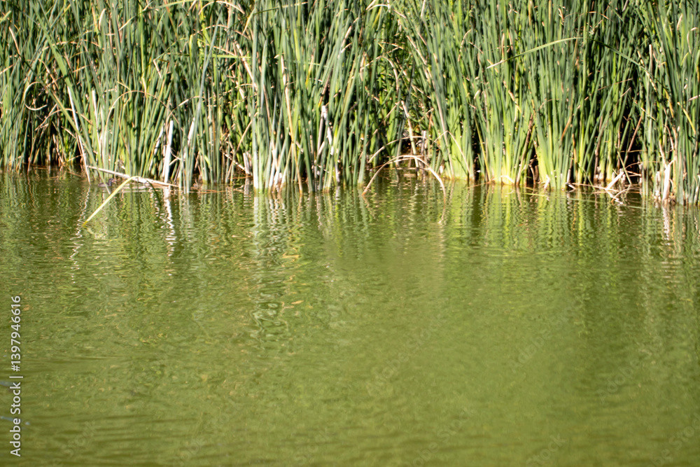 reeds in the water reeds in the water
