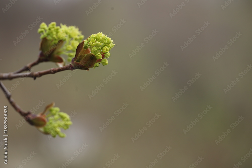 Obraz premium A tree branch with green leaves is shown in a blurry background