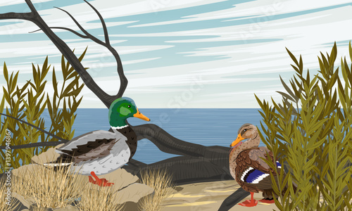 A pair of ducks standing on a sandy beach. Realistic vector landscape
