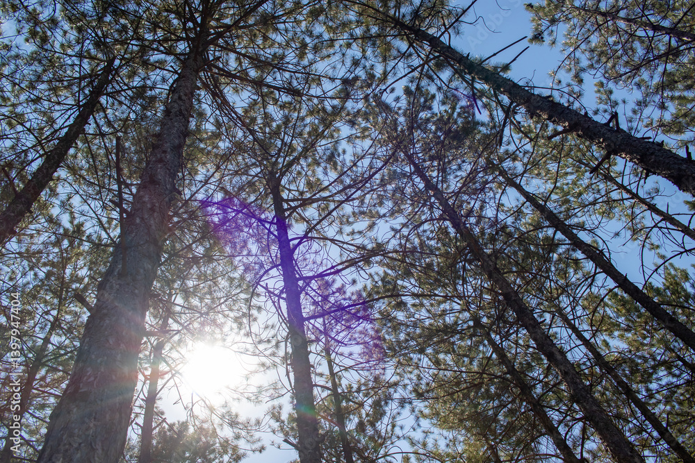 Fototapeta premium Pine tree, cedar tree landscape, close-up.