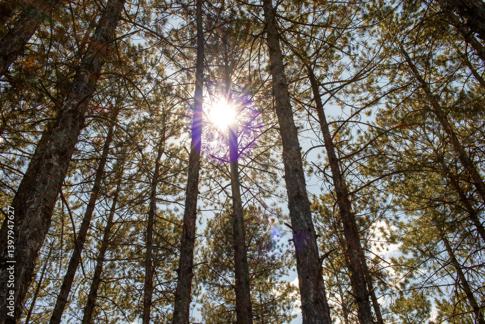 Obraz premium Pine tree, cedar tree landscape, close-up.