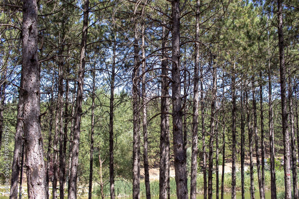 Obraz premium Pine tree, cedar tree landscape, close-up.