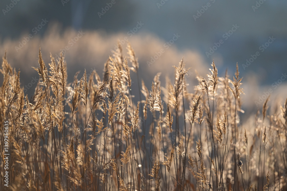 Fototapeta premium Background of dry reeds in the sunset light.