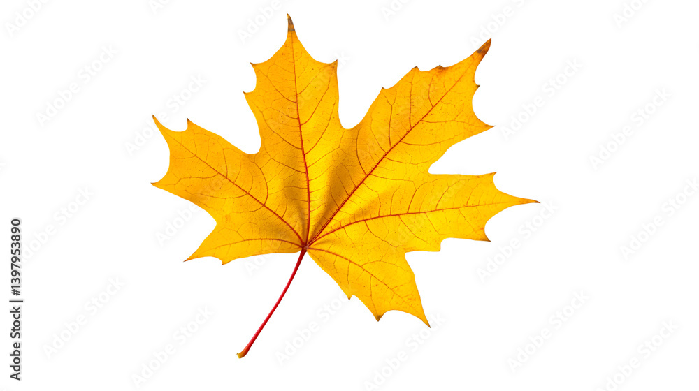 Vibrant Single Yellow Maple Leaf with Red Stem Isolated on White Background Vibrant Single Yellow Maple Leaf with Red Stem Isolated on White Background