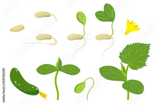 Stages of germination and cucumber seedling from seed to plant. Set of vector isolated elements of green and yellow color. Different young sprouts of vegetable growth