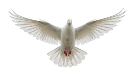 Isolated Dove