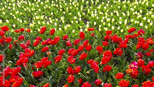 field of red and white blooming tulips in botanical garden