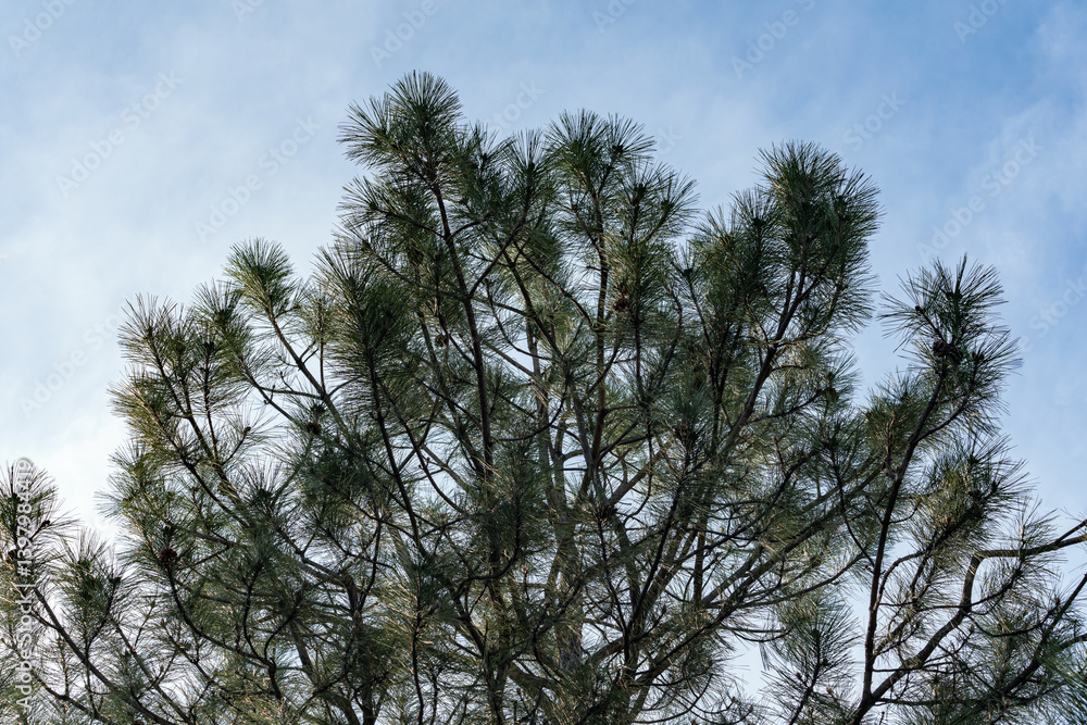 Sunlight at sunset in spring illuminates the upper part of a pine tree with long needles and cones, viewed from a lower viewpoint. Sunlight at sunset in spring illuminates the upper part of a pine tree with long needles and cones, viewed from a lower viewpoint.