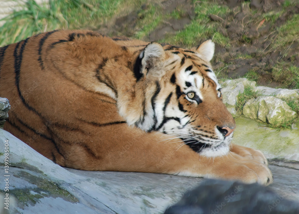 Close-up of a Tiger