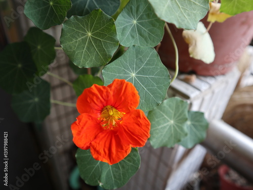 blooming Nasturtium on the balcony design for hobby and abundance concept