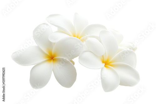 Wallpaper Mural white Frangipani flower isolated on white background PNG

 Torontodigital.ca