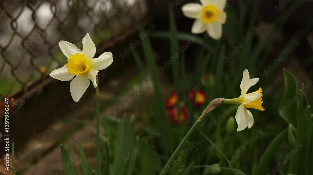 White yellow Daffodils, Narcissus, yellow easter flowers, gently swaying in the wind, growing by the chain-link fence in the spring garden. Nature backdrop White yellow Daffodils, Narcissus, yellow easter flowers, gently swaying in the wind, growing by the chain-link fence in the spring garden. Nature backdrop