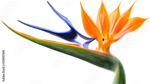 Bird of Paradise Flower Bloom. (3)