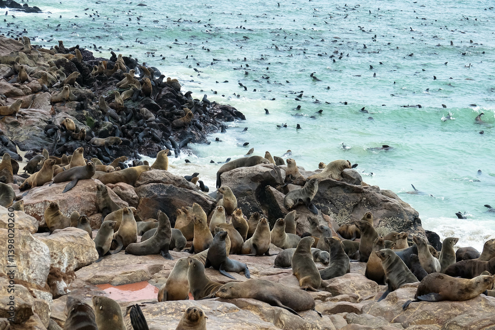 Obraz premium The seal colony in the Cape Cross Reserve is a sanctuary for the world's largest breeding colony of Cape fur seals. Skeleton Coast, Namibia, Africa