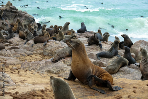 The seal colony in the Cape Cross Reserve is a sanctuary for the world's largest breeding colony of Cape fur seals. Skeleton Coast, Namibia, Africa