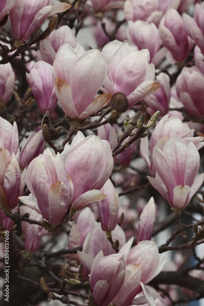 Fototapeta premium pink,white flowers of magnolia tree in park at spring