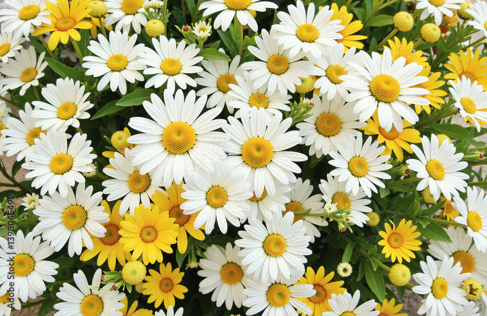 Vibrant white daisies with yellow centers in soft natural light Vibrant white daisies with yellow centers in soft natural light
