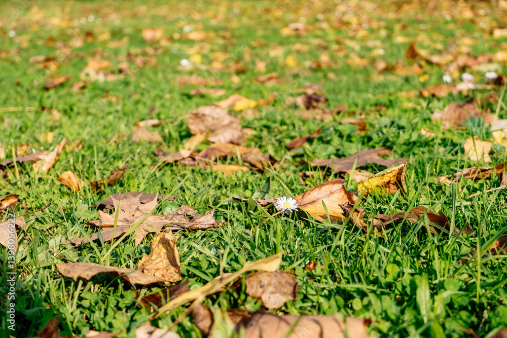 Field of grass with a few leaves scattered on the ground Field of grass with a few leaves scattered on the ground