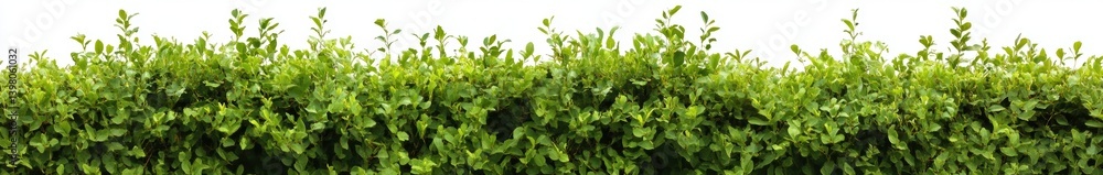 Lush Green Hedge: A close-up shot reveals a dense, vibrant hedge teeming with verdant leaves, embodying growth, nature and tranquility. Lush Green Hedge: A close-up shot reveals a dense, vibrant hedge teeming with verdant leaves, embodying growth, nature and tranquility.