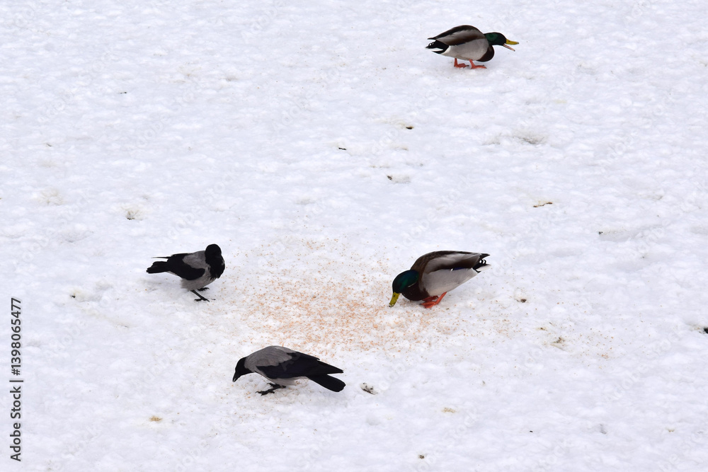 Fototapeta premium Wild ducks eat bread scattered on the ice of a lake