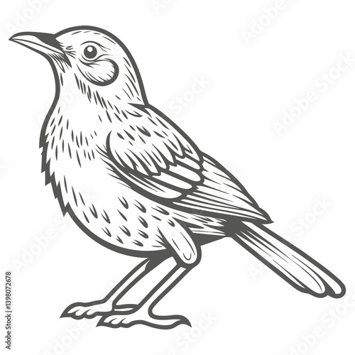 Brown Thrasher Bird Line Art Illustration