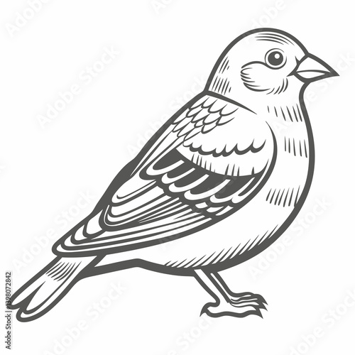 Brambling Bird Illustration, Line Art Vector
