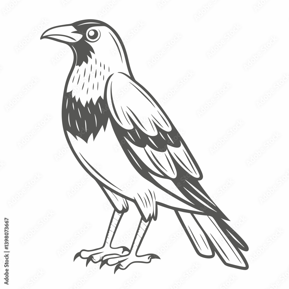 Fototapeta premium Monochrome Australian Magpie Vector Illustration