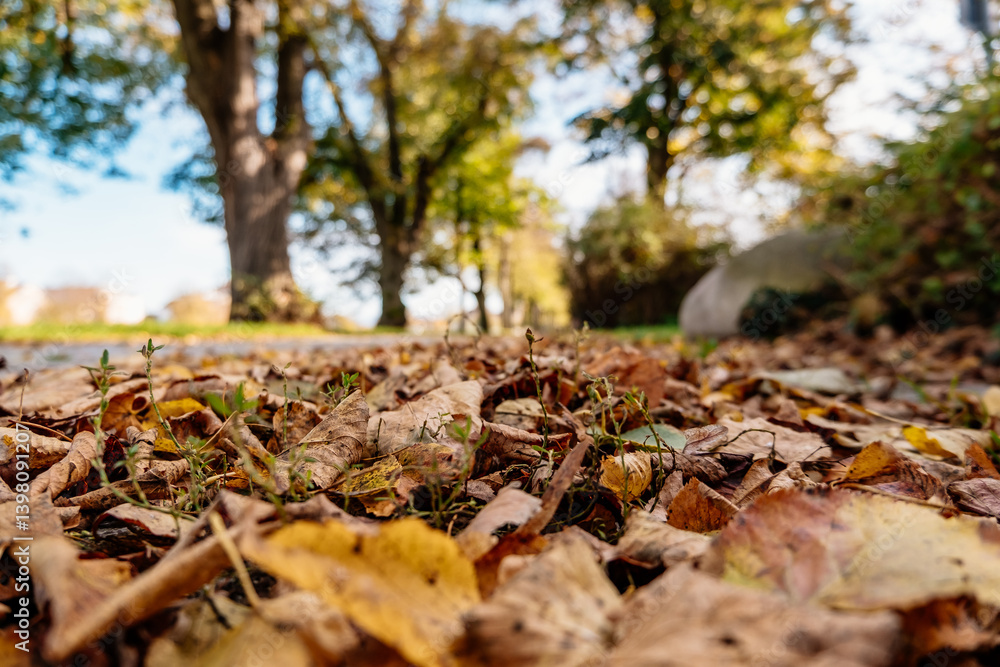 Close up of leaves on the ground in a park Close up of leaves on the ground in a park