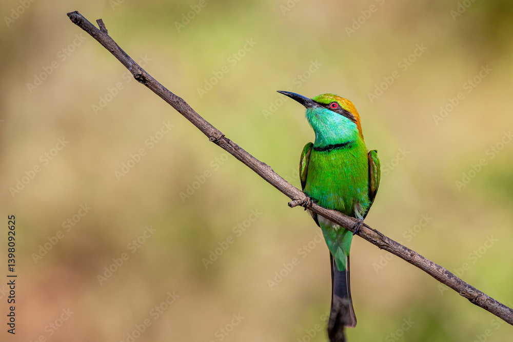 Fototapeta premium Sri Lanka, Uda Walawe National Park, Green Bee-eater (Merops orientalis)