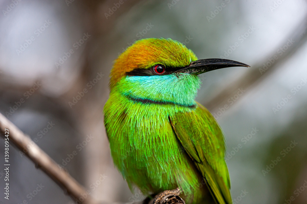 Obraz premium Sri Lanka, Uda Walawe National Park, Green Bee-eater (Merops orientalis)