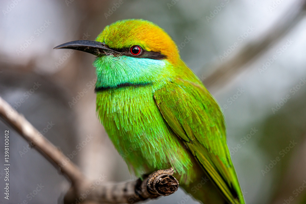 Fototapeta premium Sri Lanka, Uda Walawe National Park, Green Bee-eater (Merops orientalis)