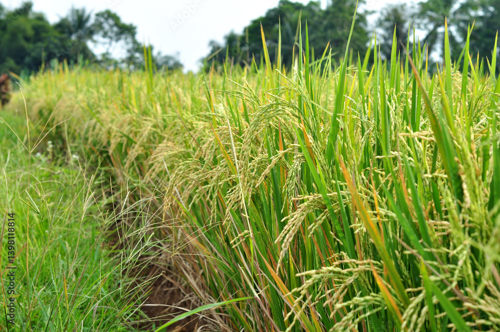 Golden grains or rice paddy field Golden grains or rice paddy field