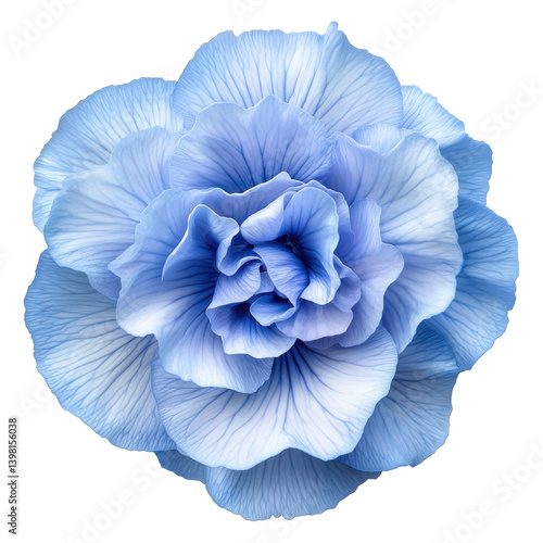 Pansy frizzle sizzle blue flower png transparent background botanical bloom