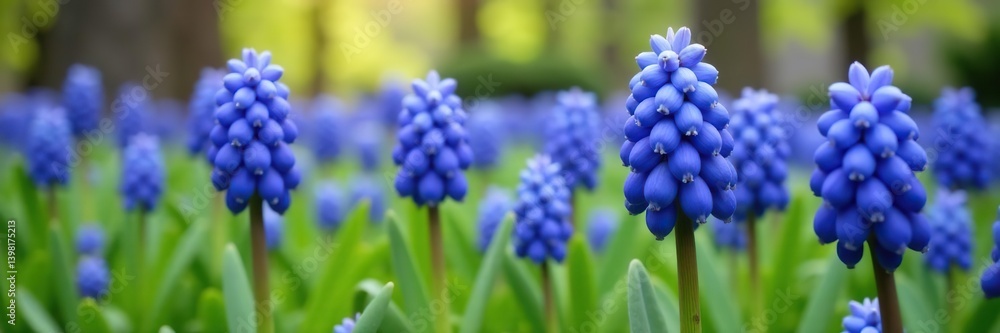 Vibrant blue Grape hyacinth (Muscari sp) flowers blooming in spring garden, bloom, blue Vibrant blue Grape hyacinth (Muscari sp) flowers blooming in spring garden, bloom, blue