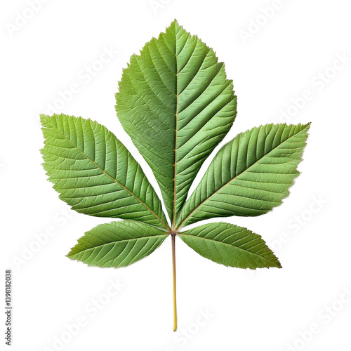 Isolated horse chestnut leaf on transparent background nature png foliage