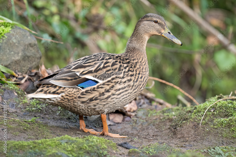 Mallared female close up beside a river Mallared female close up beside a river