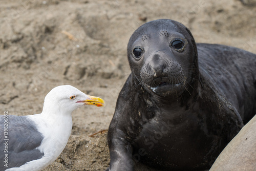 baby elephant seal with gull
