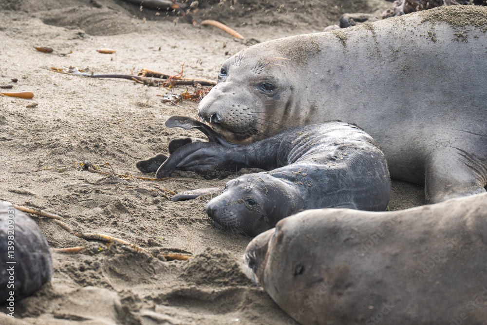newborn elephant seals on shore with mother newborn elephant seals on shore with mother