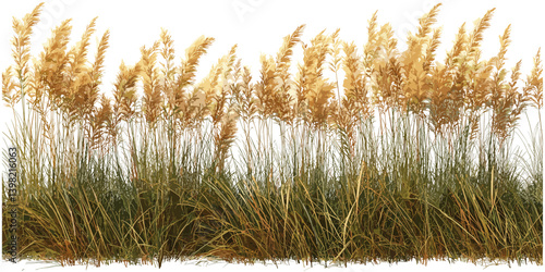 Feather grass vector, prairie floral cutout, wild meadow elements, isolated feather plant, dry grass stem, decorative grass design, boho foliage, rustic ornament, field flora