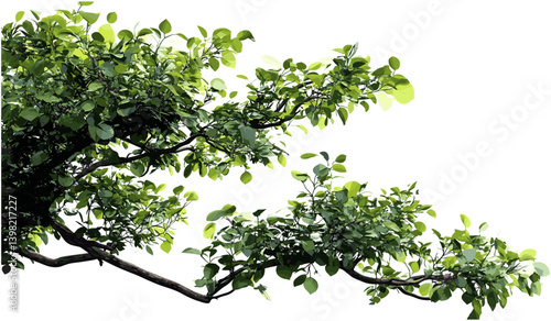 Wild green tree branch leaves foreground, vector tropic tree branch cutout, tropical foliage, lush green leaves, nature design, summer tropical scene, jungle foliage