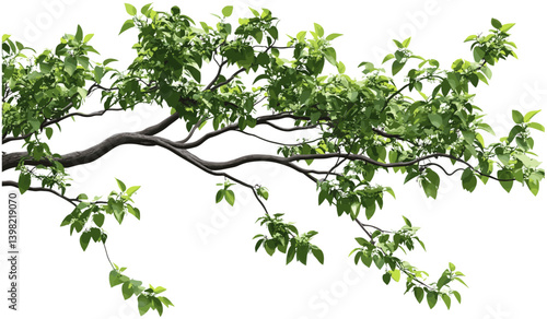Tree branch elements, green wild tree leaves, lush forest foliage, natural greenery background, outdoor green tree branches, vibrant forest leaves, fresh green forest backdrop