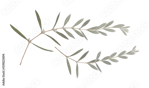 Delicate dry pressed wildflowers isolated on white background. Design element for creating oshibana, greeting cards, invitations, frames, floral postcards.