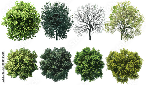Evergreen and dried trees top view vector cutout, png backgrounds, nature landscapes, forest design, seasonal trees, green, brown foliage, nature scenery, tree silhouette