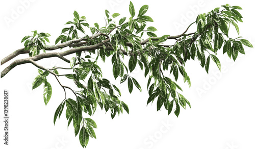 Rain forest trees, jungle green trees, vector cut out tropic tree, lush tropical jungle, nature trees, exotic jungle, tropical rainforest plants, wild foliage, tropical green forest, jungle plants.