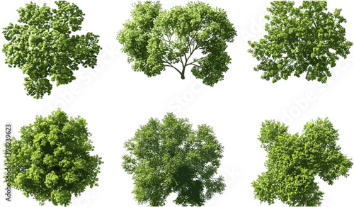Vector cutout top view trees set, landscaping outdoors, gardening trees, park botany, serenity trees collection, urban greenery, nature planning, decorative foliage, aerial landscape