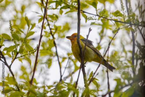 Male Western Tanager Perched Among Green Leaves, Calgary AB Canada, Mar 5 2025