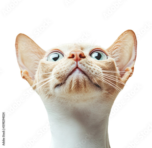 Curious cat gazing upward portrait minimalist. Isolated on transparent background, png.