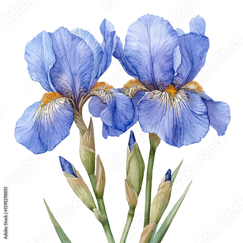 Iris flower, watercolor illustration, isolated on a white background.

